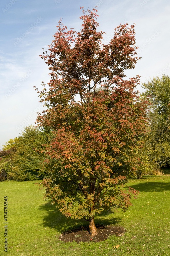 Naklejka premium Paperbark maple (Acer griseum)