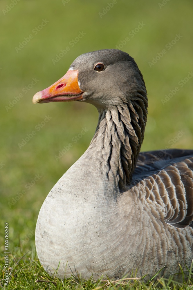 Greylag or Graylag goose (Anser anser), Stuttgart, Baden-Wuerttemberg, Germany, Europe Greylag or Graylag goose (Anser anser), Stuttgart, Baden-Wuerttemberg, Germany, Europe