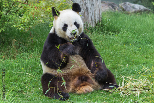 Fototapeta Naklejka Na Ścianę i Meble -  Giant panda, bear panda eating bamboo
