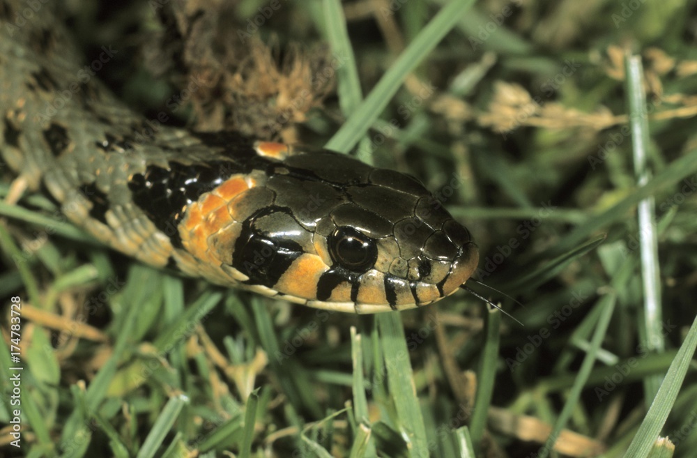 Grass Snake, (Natrix natrix) eastern variety with orange head spots, Hortobagy, Puszta, Hungary, Europe Grass Snake, (Natrix natrix) eastern variety with orange head spots, Hortobagy, Puszta, Hungary, Europe