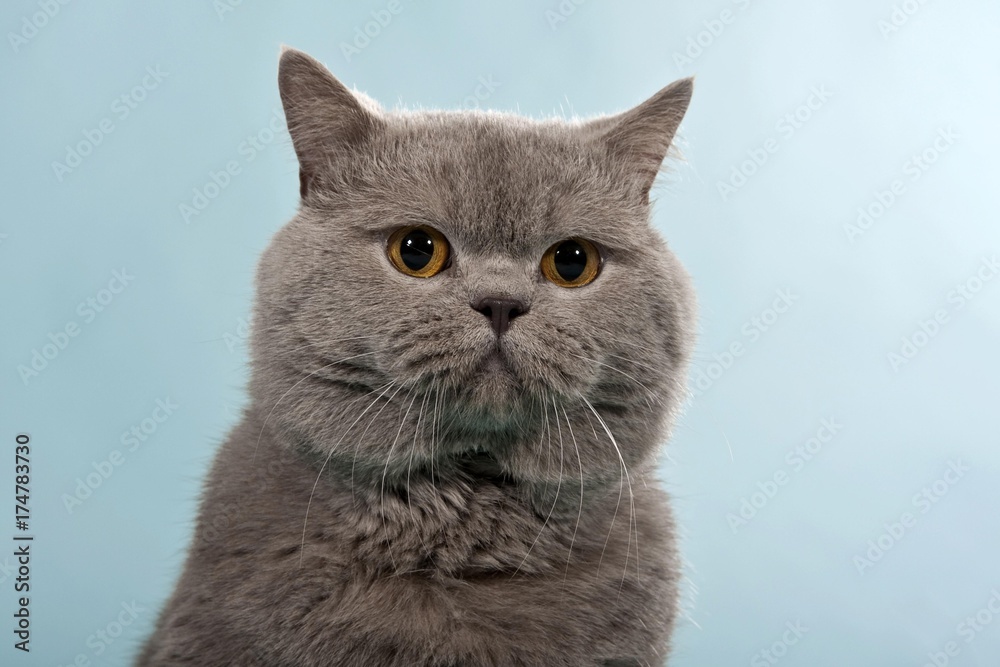 Blue British Shorthair, Chartreux, male cat, portrait Blue British Shorthair, Chartreux, male cat, portrait