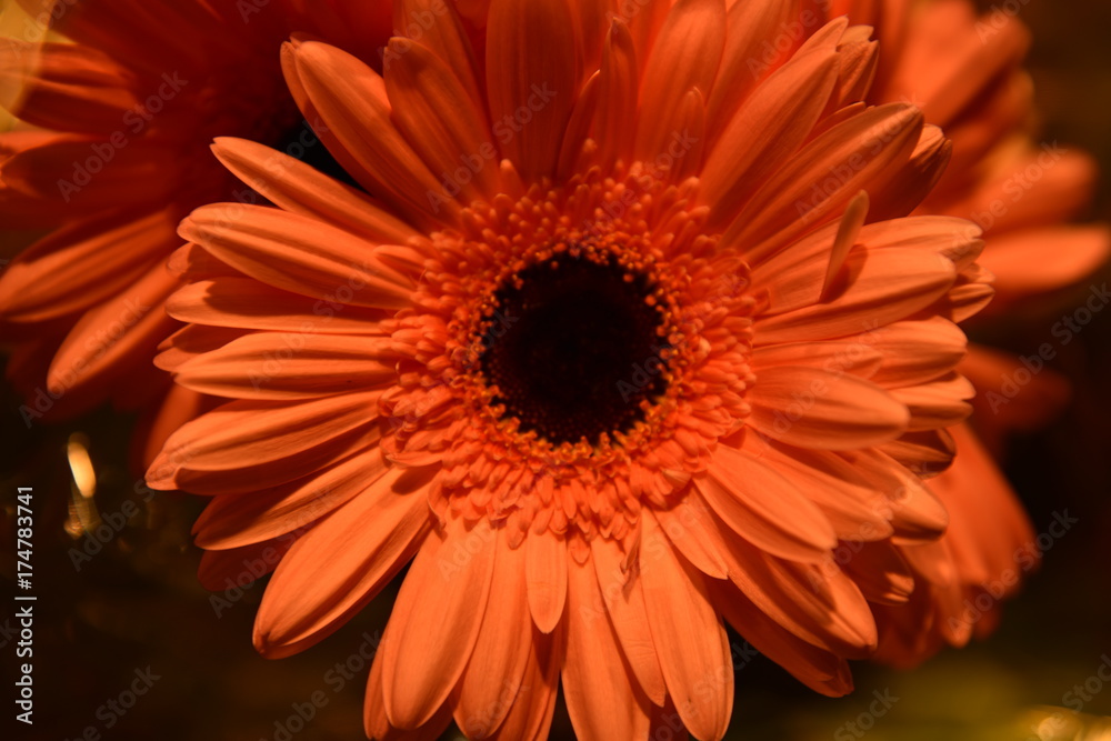 flower flower