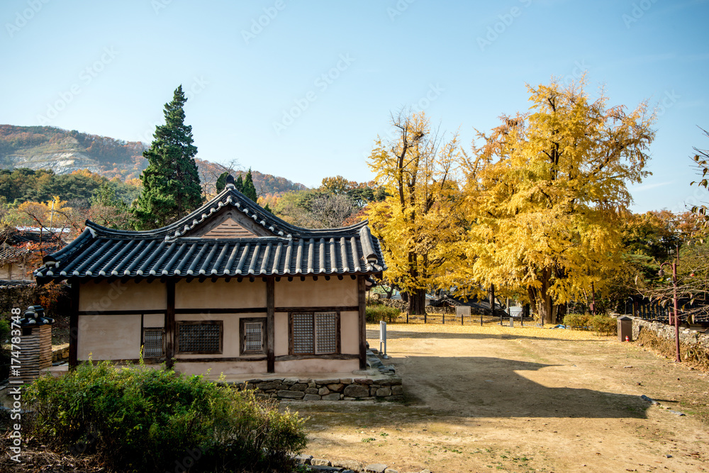 Asan, South Korea - Maengssi Haengdan House in Asan City yellow ginkgo tree.