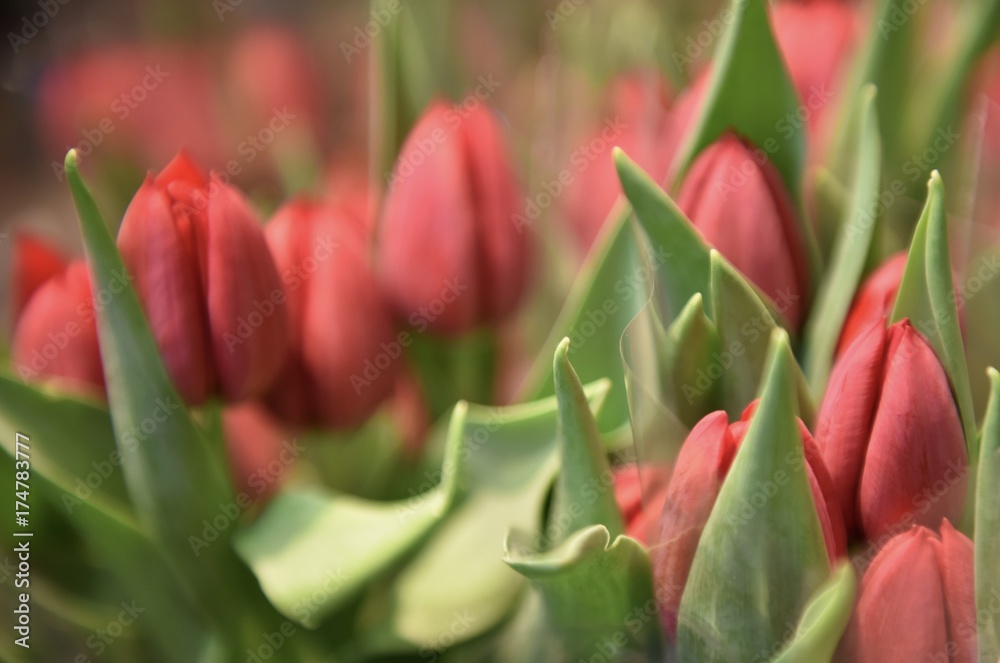 Naklejka premium flower