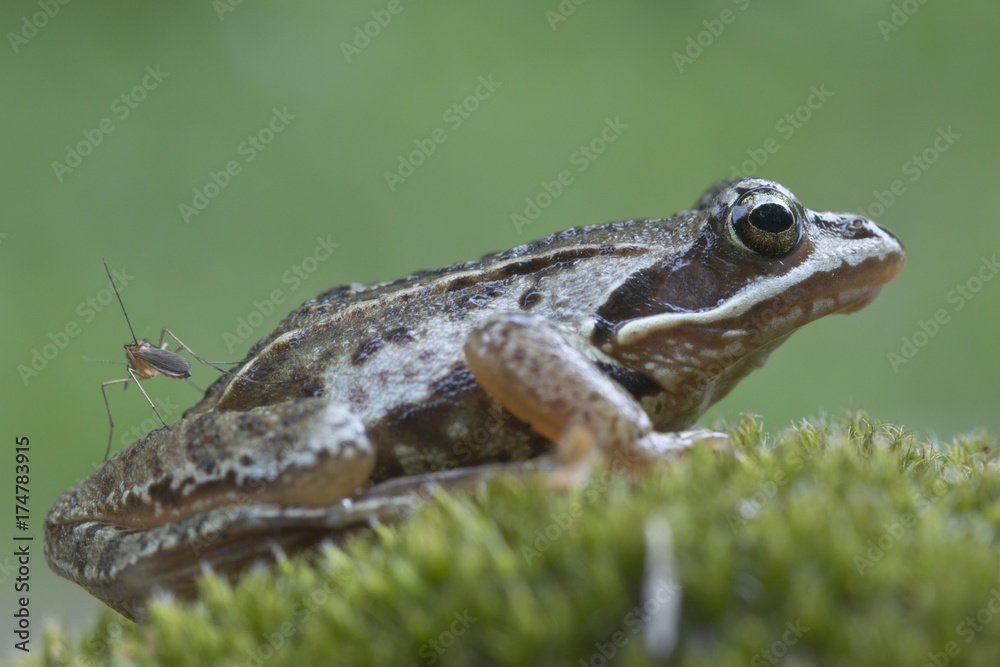 Moor frog (Rana arvalis), Emsland, Germany, Europe Moor frog (Rana arvalis), Emsland, Germany, Europe