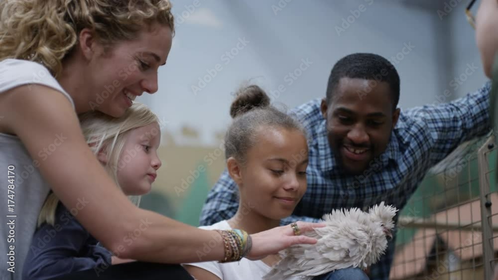 Parents & children at community farm, petting fluffy chick Parents & children at community farm, petting fluffy chick