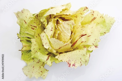 Radicchio lettuce photo