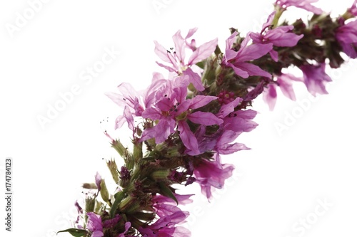 Fototapeta Naklejka Na Ścianę i Meble -  Purple-loosestrife (Lythrum salicaria)