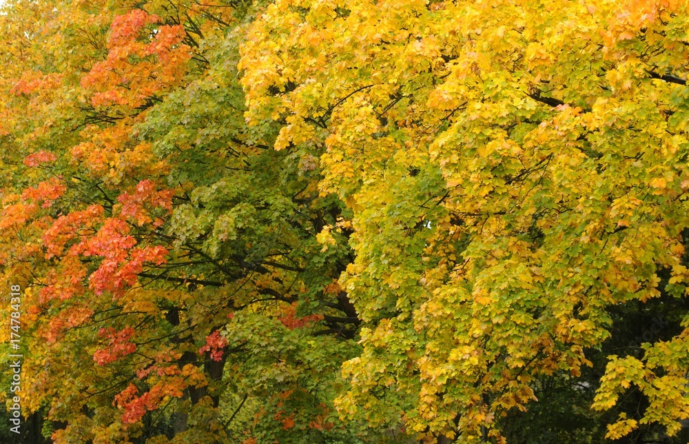 Sycamore (Acer pseudoplatanus), autumn foliage Sycamore (Acer pseudoplatanus), autumn foliage