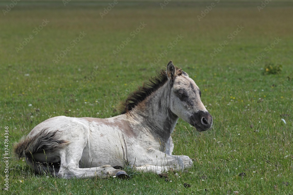 Konik horse (Equus przewalskii f. caballus), foal, tarpan or wild horse, backbreeding Konik horse (Equus przewalskii f. caballus), foal, tarpan or wild horse, backbreeding