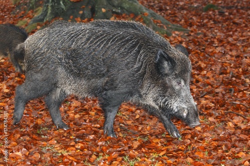 Wild Boar (Sus scrofa), tusker in a beech forest in autumn