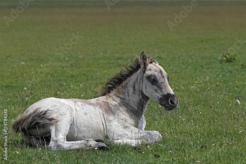 Konik horse (Equus przewalskii f. caballus), foal, tarpan or wild horse, backbreeding