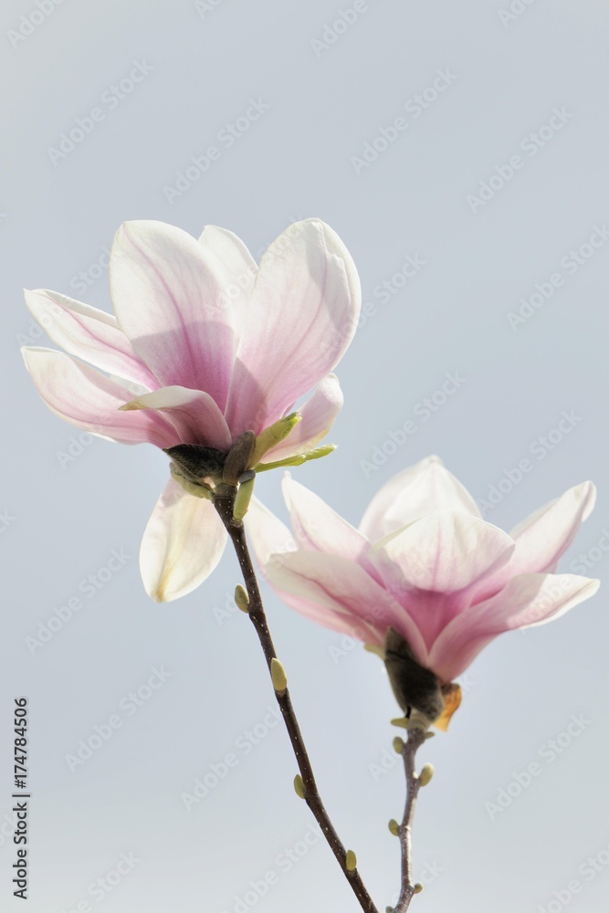 Obraz premium Blossoms of a saucer magnolia (Magnolia x soulangeana), Amabilis cultivar