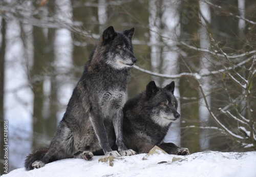 Mackenzie Valley Wolf, Alaskan Tundra Wolf or Canadian Timber Wolf (Canis lupus lycaon), two wolves in the snow © imageBROKER