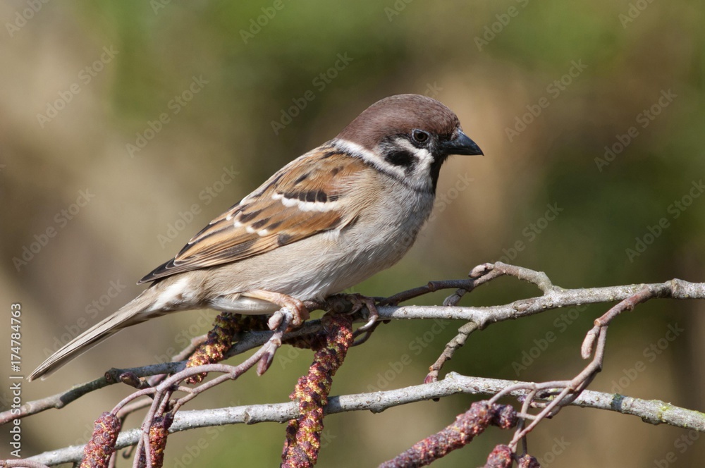 Tree sparrow (Passer montanus), Untergroeningen, Baden-Wuerttemberg, Germany, Europe