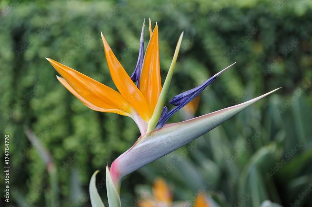Obraz premium Crane Flower (Strelitzia reginae) in the Botanical Garden, Jardim Botanico da Madeira in Funchal, Madeira, Portugal, Europe