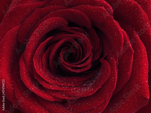 Red rose (Rosa) with drops of water on its petals, close up