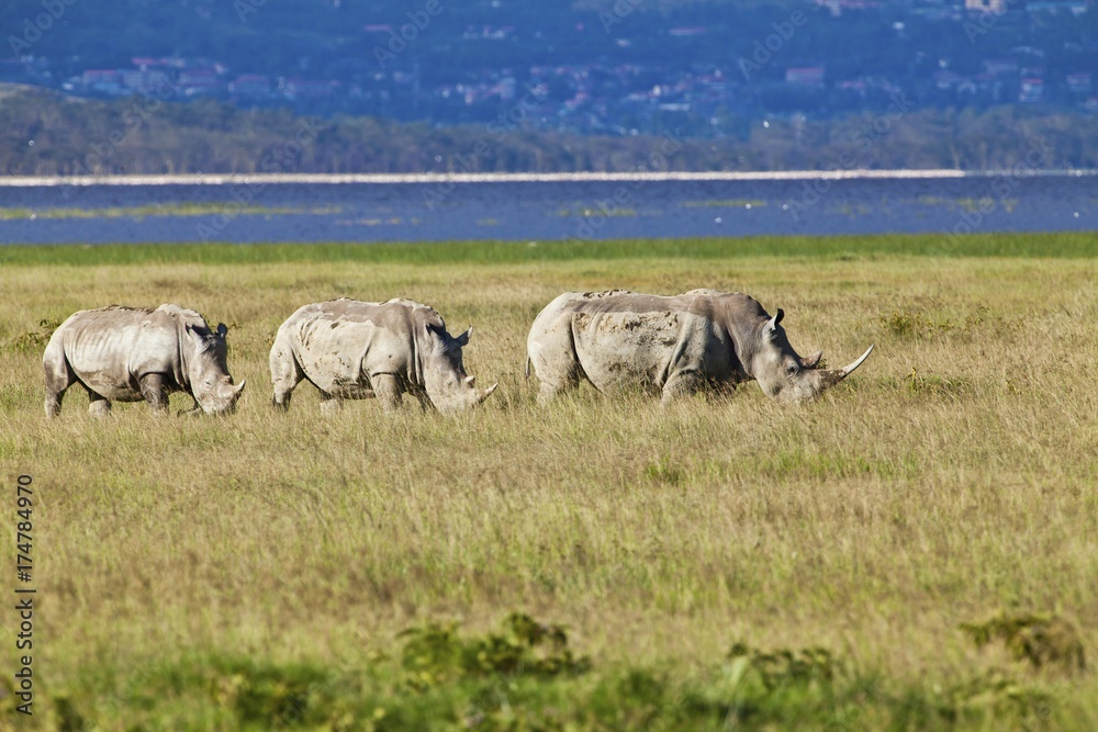 Three White Rhinoceroses or Square-lipped Rhinoceroses (Ceratotherium simum), adult animals, Lake Nakuru National Park, Kenya, East Africa, Africa, PublicGround, Africa