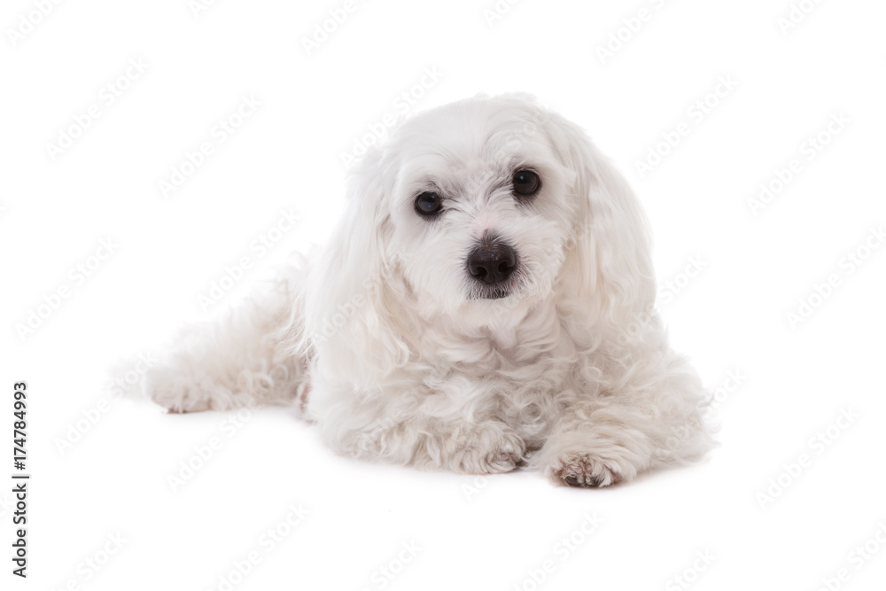  White Maltese Dog Lying and  Looking in Camera
