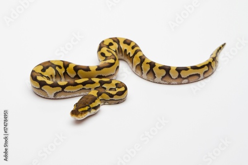 Tiger Phantom Yellow Belly Ball Python or Royal Python (Python regius), male © imageBROKER