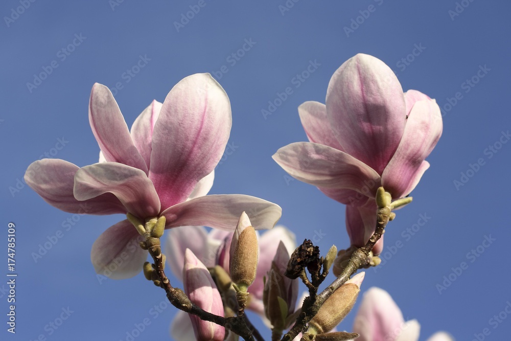 Obraz premium Magnolia blossoms (Magnolia)
