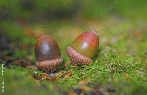 Two acorns in the forest, autumn motif