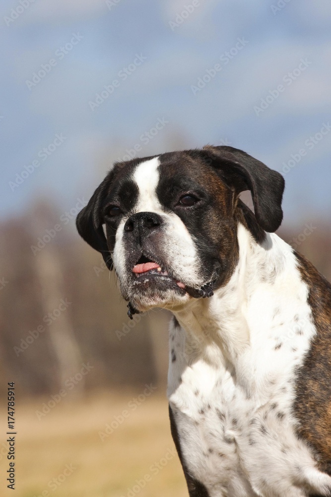 Boxer, older dog