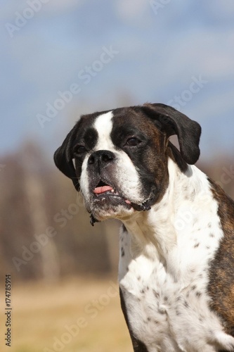 Boxer, older dog © imageBROKER