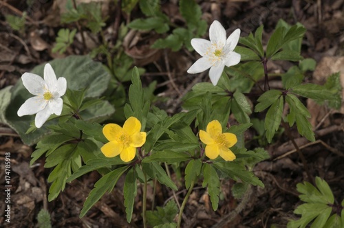 Yellow anemone, yellow wood anemone (Anemone ranunculoides) and Wood anemone, windflower (Anemone nemorosa), Untergroeningen, Baden-Wuerttemberg, Germany, Europe