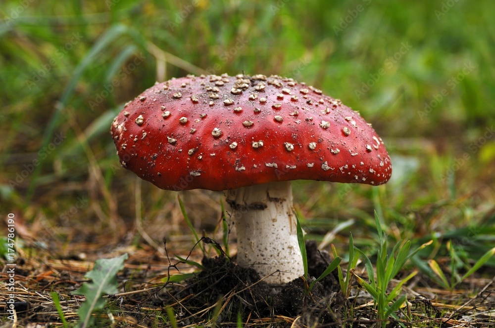 Small Fly Agaric (Amanita muscaria var muscaria) Small Fly Agaric (Amanita muscaria var muscaria)