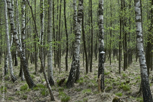 Birch plantation area  birch trees  Betula   with tree fungus in spring  Moenchbruch nature reserve  Hesse  Germany  Europe