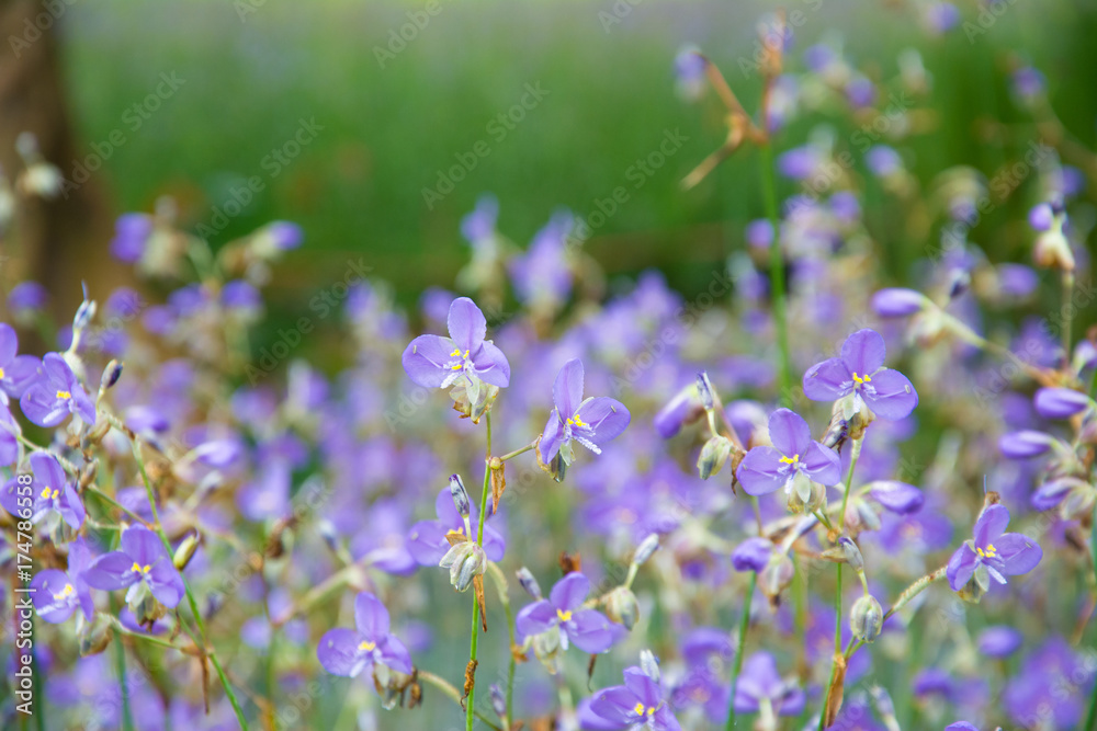 violet color of Murdannia giganteum flower violet color of Murdannia giganteum flower