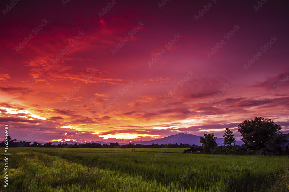 landscape rice field at twilight sky