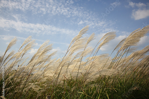 field of reeds of the park