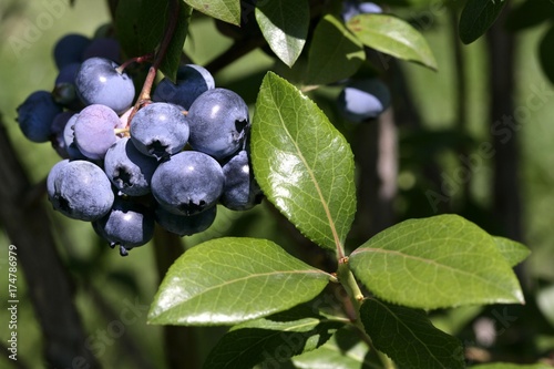 Bilberries (Vaccinium myrtillus) on the bush