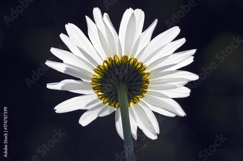 Marguerite  Moon daisy  oxeye daisy  blossom in backlight  Leucanthemum vulgaris 