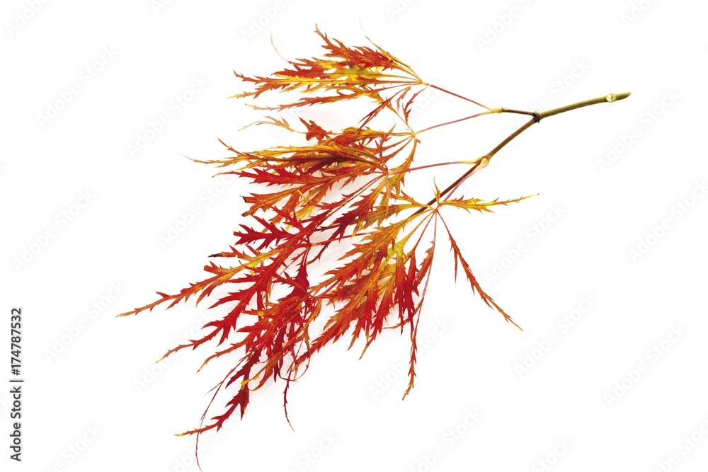 Naklejka premium Japanese Maple (Acer palmatum Dissectum Viridis)