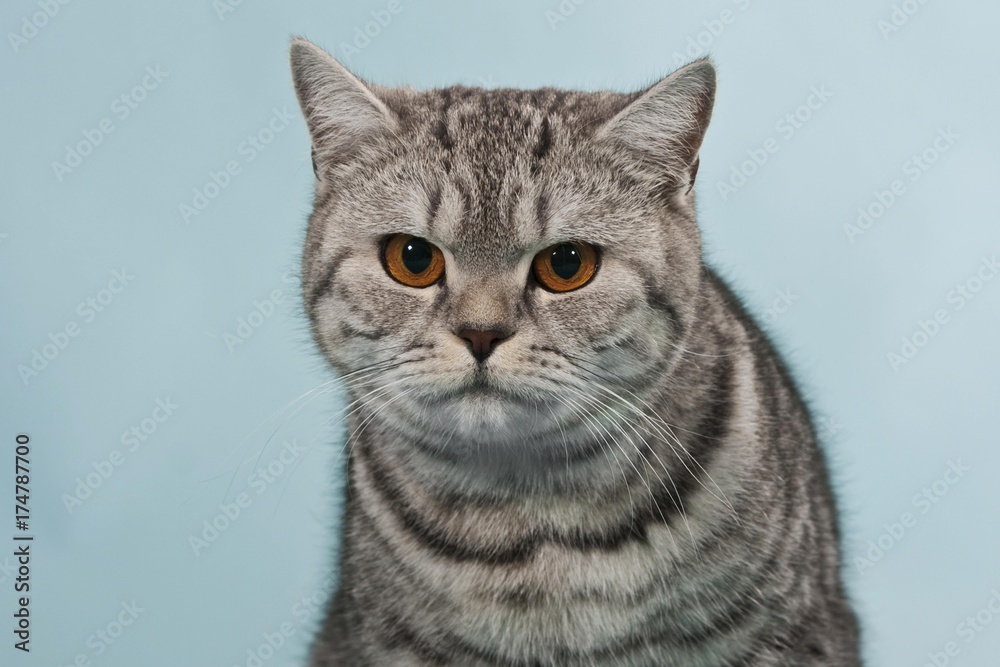 British Shorthair tabby, male cat, portrait British Shorthair tabby, male cat, portrait