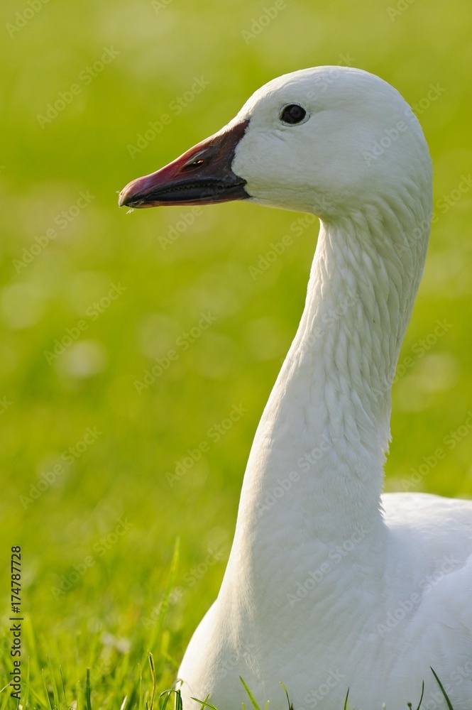 Domestic goose (Anser anser f. domestica) Domestic goose (Anser anser f. domestica)