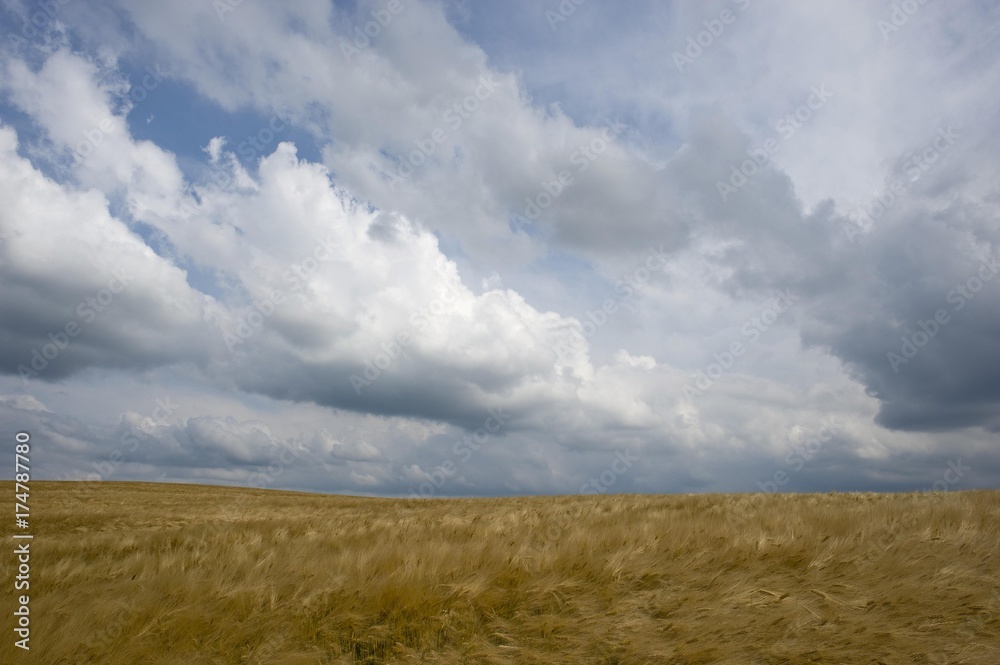 Barley field with atmospheric clouds, Franconia, Bavaria, Germany, Europe