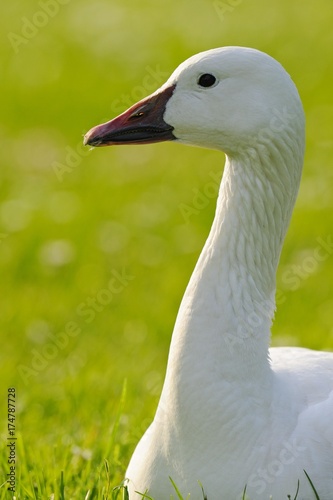 Domestic goose (Anser anser f. domestica)