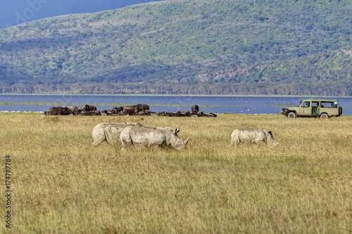 White Rhinoceroses or Square-lipped Rhinoceroses (Ceratotherium simum), adult animals in front of buffalo and an off-road vehicle, Lake Nakuru National Park, Kenya, East Africa, Africa, PublicGround, Africa