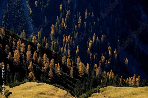 Mountain forest of firs with autumnal larches  Namlos  Lechtal  Reutte  Tyrol  Austria  Europe