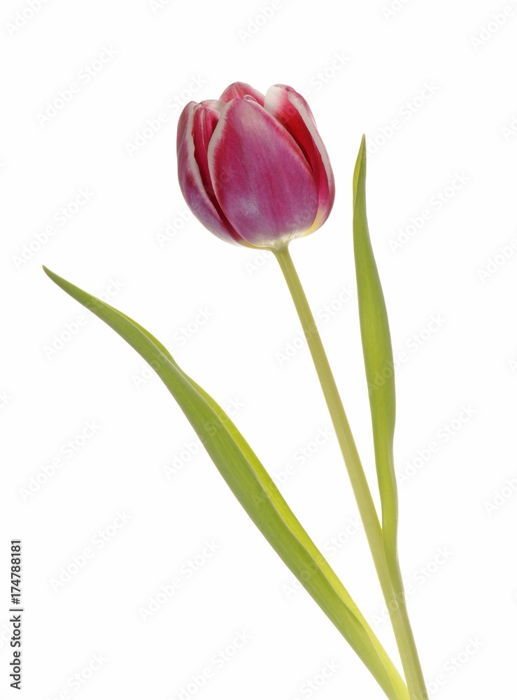 Tulip (Tulipa) Tulip (Tulipa)