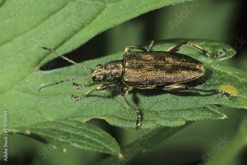 Leaf beetle species (Donacia sp.)