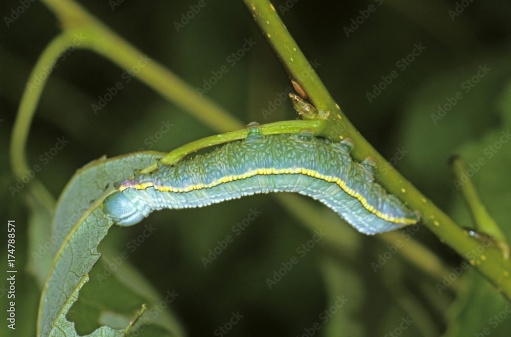 Pale Prominent (Pterostoma palpinum), eating caterpillar