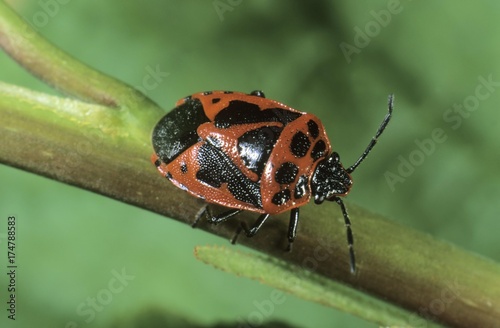 Shield Bug (Eurydema dominulus) photo