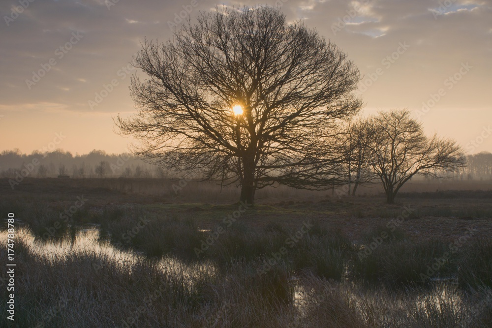 Fototapeta premium Dutch raised bog reserve at sunrise, Bargerveen, Holland, Netherlands, Europe