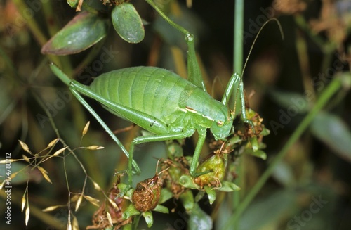 Krauss's Bush-cricket (Isophya kraussi), female photo