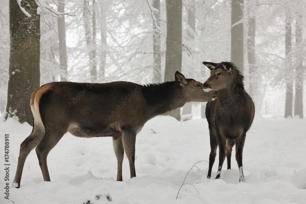 Fototapeta premium Red deer (Cervus elaphus) in winter, female, with young